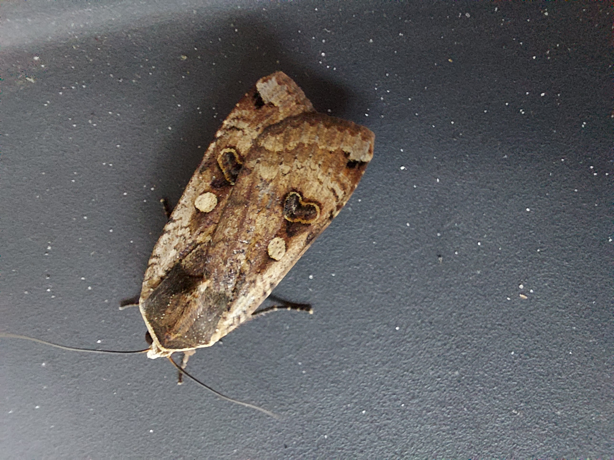 onbekende nacht vlinder